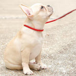 130Cm Sturdy Nylon Pet Dog round Rope Lead Adjustable Dog Collar Leash for Small Dogs Training Puppy P Chain Walking Pets Leads
