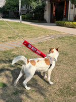 6PCS Dog Leash Sleeve Set – Do Not Pet, Nervous Dog, In Training| Warning & Funny Dog Signs for Different Situation shimendi Sécurité et Confort pour Chien chat| Shimendi