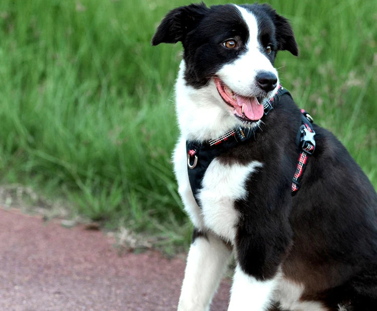 Truelove Uitra Light Safety Pet Harness Small and Medium Large and Strong Dog Explosion-proof Waterproof Outdoor Product TLH6282