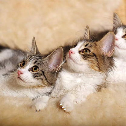 Cat Nail Caps Pet Cat Soft Paws Nail Protector Cover With Free Adhesive Glue + Applicator  20pcs/lot for Kitten