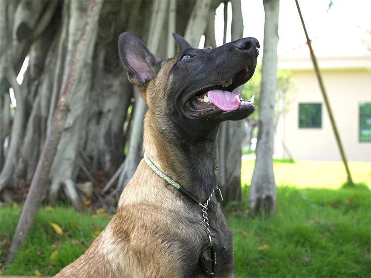 Truelove Pet P-Chain Nylon Dog Collar Stainless Steel Chain Pull-resistant Reflective Decorative Explosion-proof Walking TLC5373