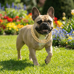 Luxury Hip Hop Dog Collar, Gold Tone Stainless Steel Cuban Chain, Durable Diamond Inlaid Pet Jewelry for Daily Walking - shimendi