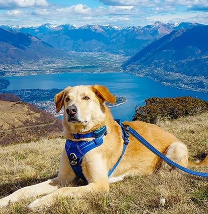 Truelove Pet harness Fashionable Nylon Durable Dog Harness Reflective Breathable Padded Training Vest Luxury Pet Accessories