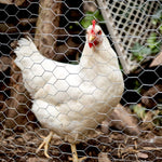 25M Roll Welded Chicken Wire Mesh Animal Fence Barrier Garden Fencing Net Strong - shimendi