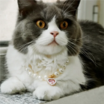 Adjustable Pet Pearl Necklace Accessories for Cats Gotas Animals Fashion Rhinestones Sphynx Cat Collar Kitten Dog collier chat shimendi Sécurité et Confort pour Chien chat| Shimendi