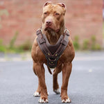 Durable Large Dog Harness Genuine Leather Dog Vest Harnesses Adjustable Quick Control With Handle Pet Supplies For Labrador shimendi Sécurité et Confort pour Chien chat| Shimendi