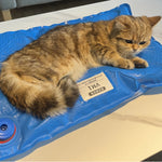 Animal Surgical Accessories Pet Vacuum Positioning Mat Small Veterinary Examination Pad Pet Care Room shimendi Sécurité et Confort pour Chien chat| Shimendi