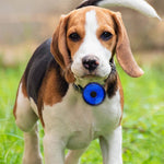 LED Pet Dog Cat Collar Pendant Portable Pet Safety Led Light USB Rechargeable Outdoor Night Walking Dog Collar Accessories shimendi Sécurité et Confort pour Chien chat| Shimendi
