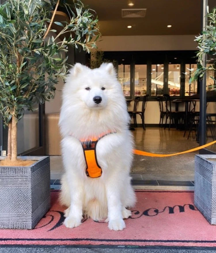 Truelove Pet harness Fashionable Nylon Durable Dog Harness Reflective Breathable Padded Training Vest Luxury Pet Accessories