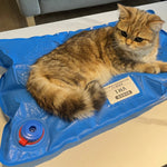 Animal Surgical Accessories Pet Vacuum Positioning Mat Small Veterinary Examination Pad Pet Care Room shimendi Sécurité et Confort pour Chien chat| Shimendi