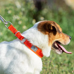 TRUELOVE Pet Collar Nylon Webbing P-chain Explosion-proof Neoprene Padding Pets Running Training Large Medium Small Dogs YC1851 - shimendi
