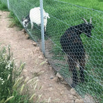 25M Roll Welded Chicken Wire Mesh Animal Fence Barrier Garden Fencing Net Strong - shimendi