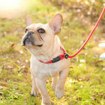 130Cm Sturdy Nylon Pet Dog round Rope Lead Adjustable Dog Collar Leash for Small Dogs Training Puppy P Chain Walking Pets Leads
